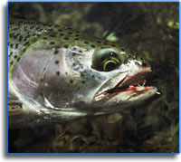 Fly Fishing for Trout